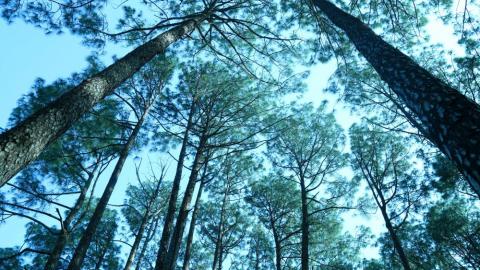 View of pine trees in Netarhat, Latehar, Jharkhand